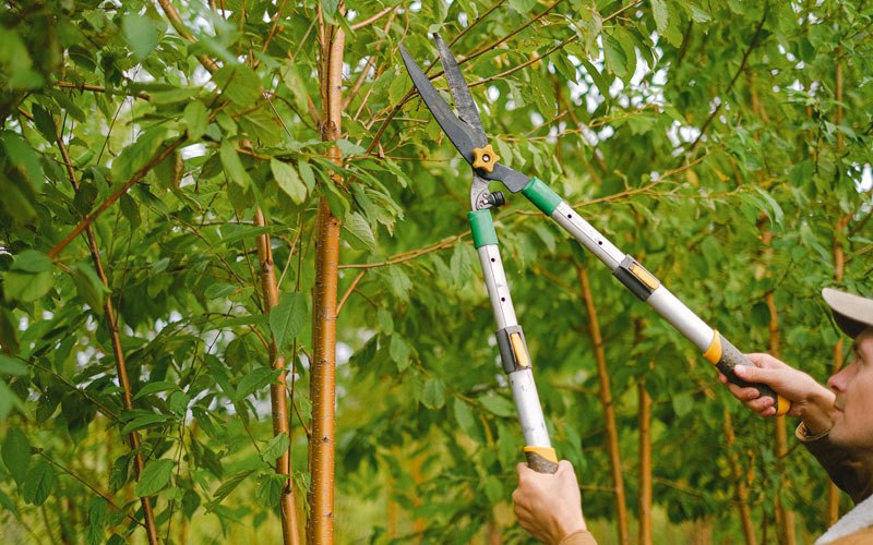 Tree trimming in Conewango Valley, NY
